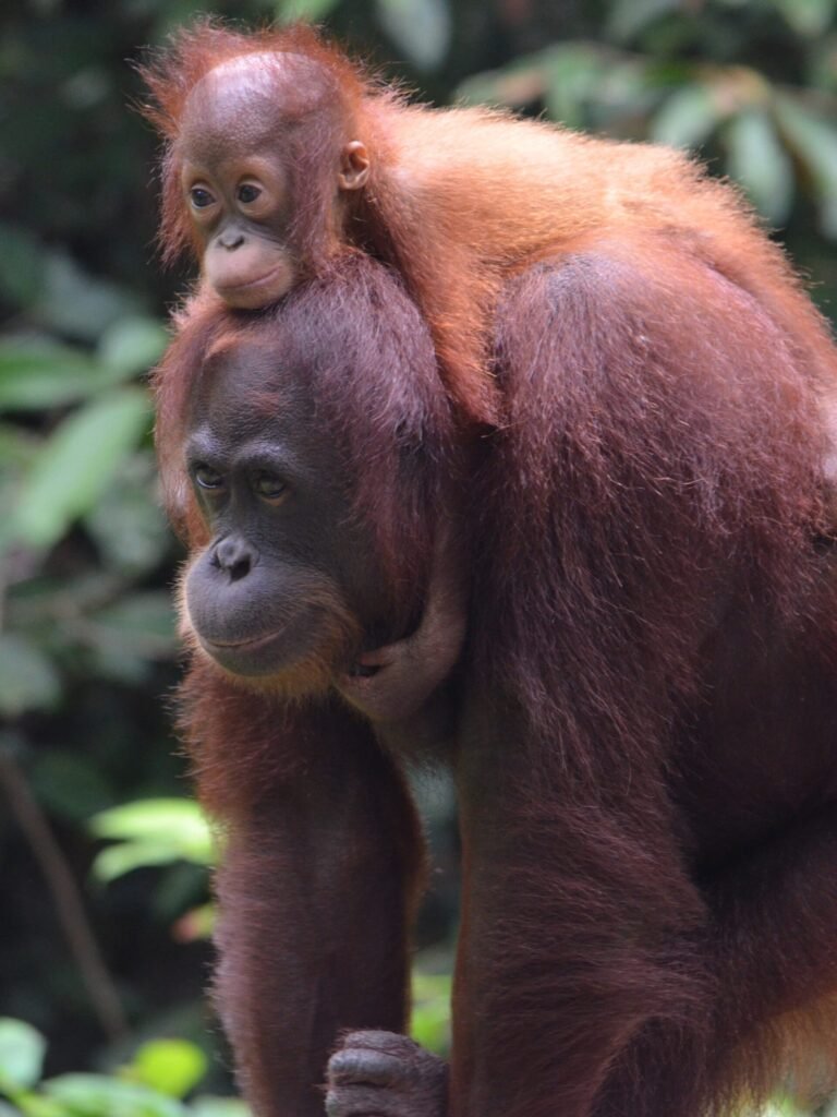 Orangutanes de Borneo